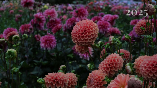 A few photos from the dahlia field - Mount Mera Botanical