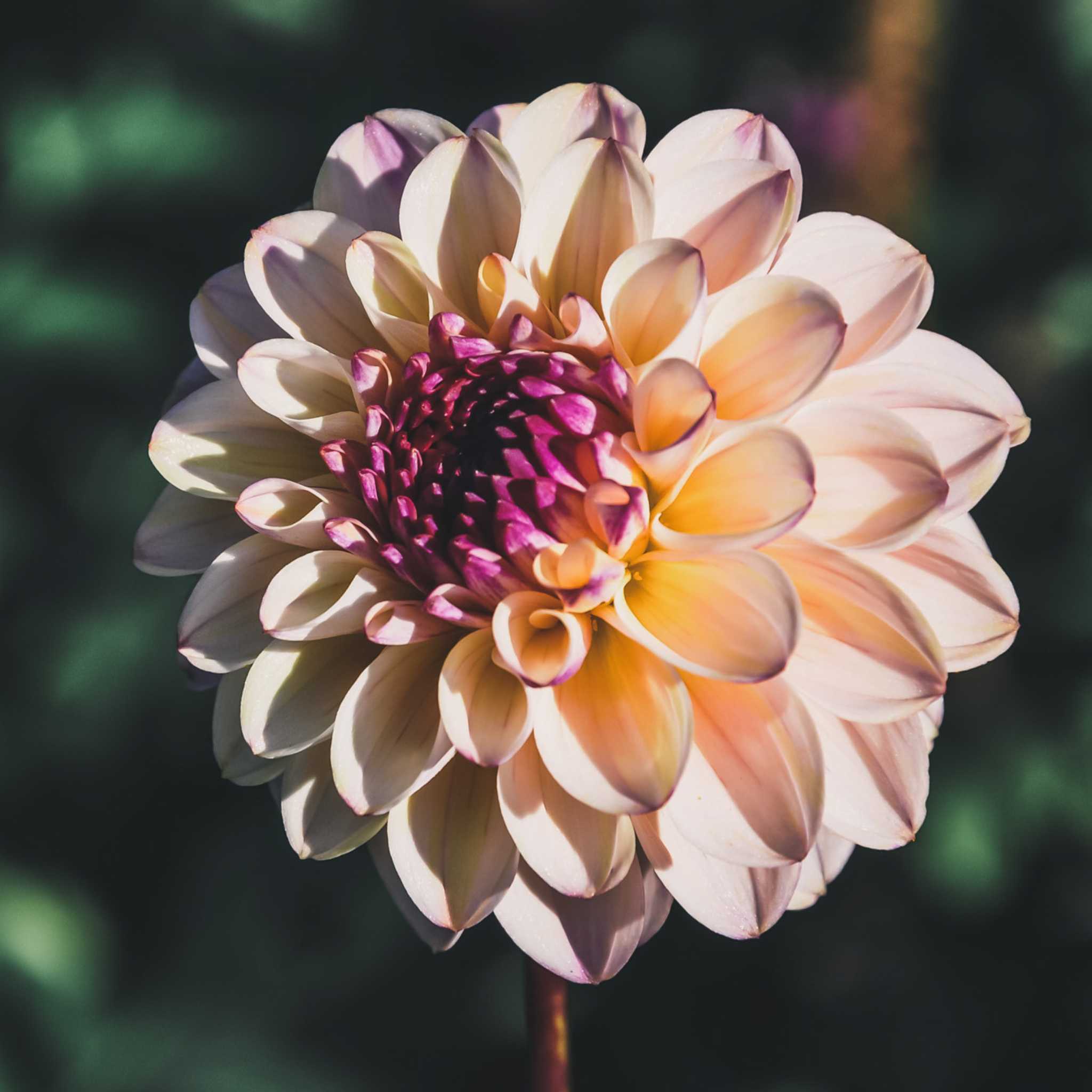 Wine Eyed Jill – Mount Mera Botanical