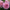 SHIPPING UPDATES- Spring 2025 - Mount Mera Botanical