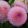 SHIPPING UPDATES- Spring 2025 - Mount Mera Botanical