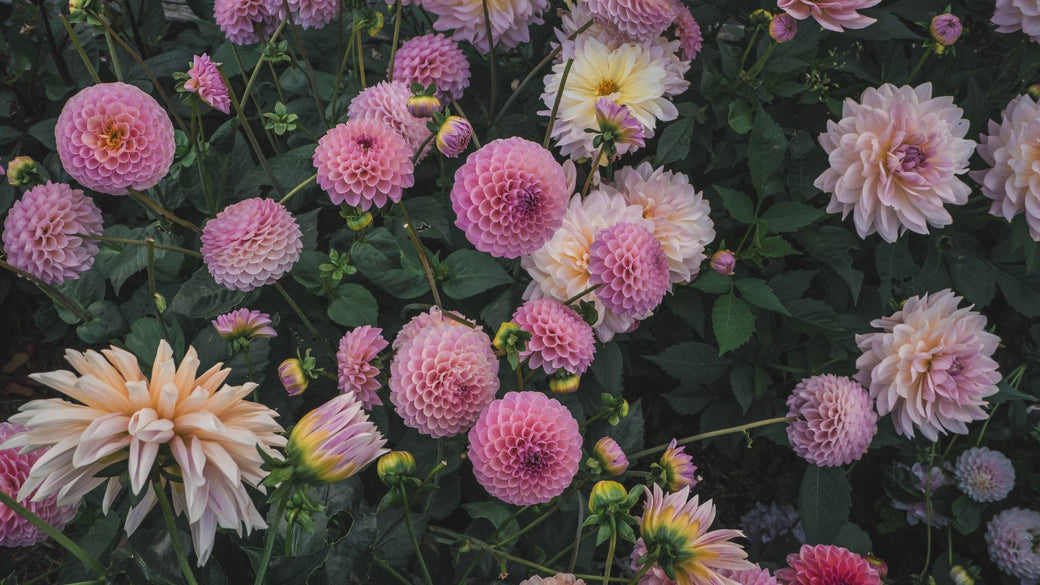 Spring Collection 2025 - Mount Mera Botanical