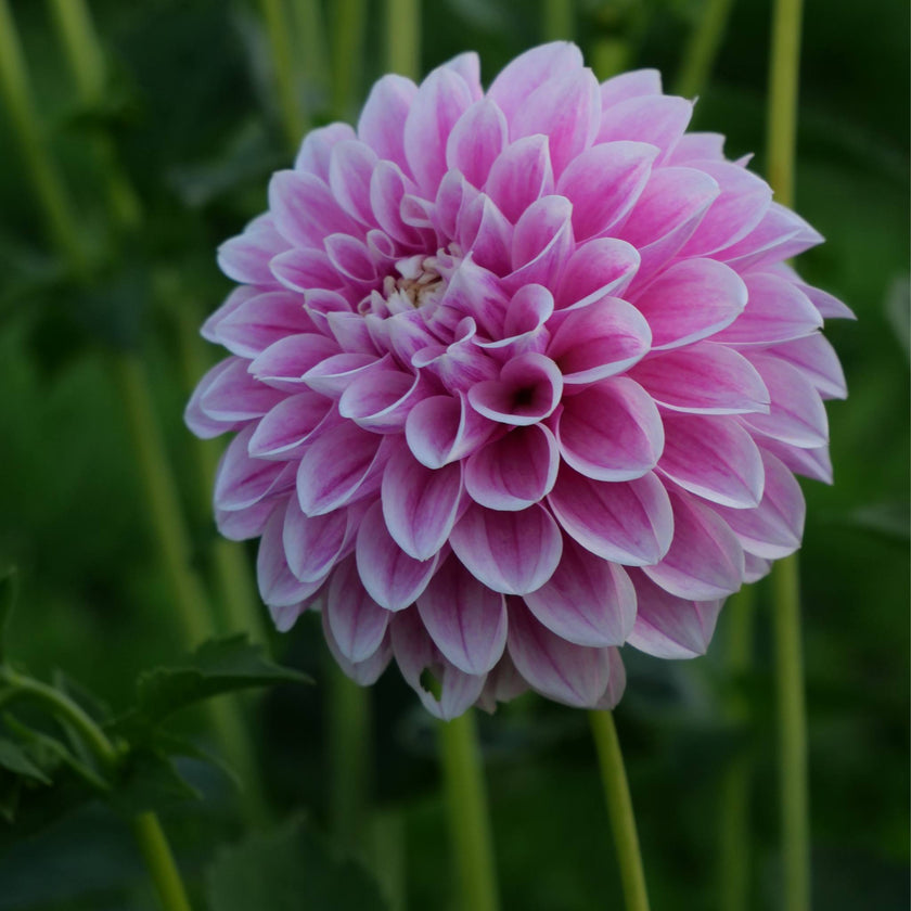 Marshmallow Baby 2nds/single (IMP)