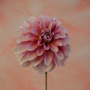 Strawberry Cream