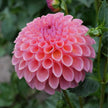 Hapet Coppery