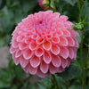Hapet Coppery