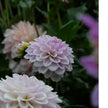 Pink Silk(Limit 1 per Customer)