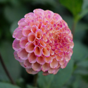 Rosemary Dawn