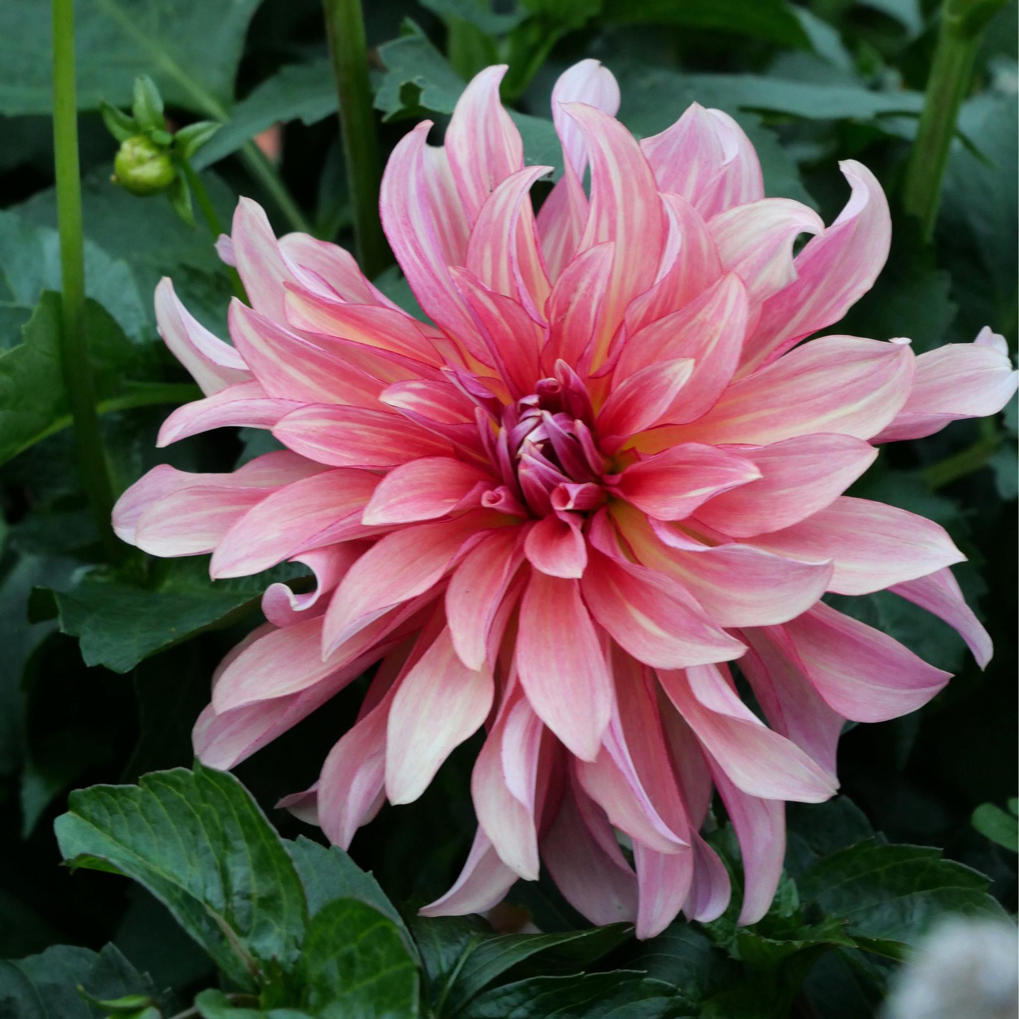Dutch Delight.
