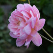 Rosemary Webb (Limit 1 per Customer)