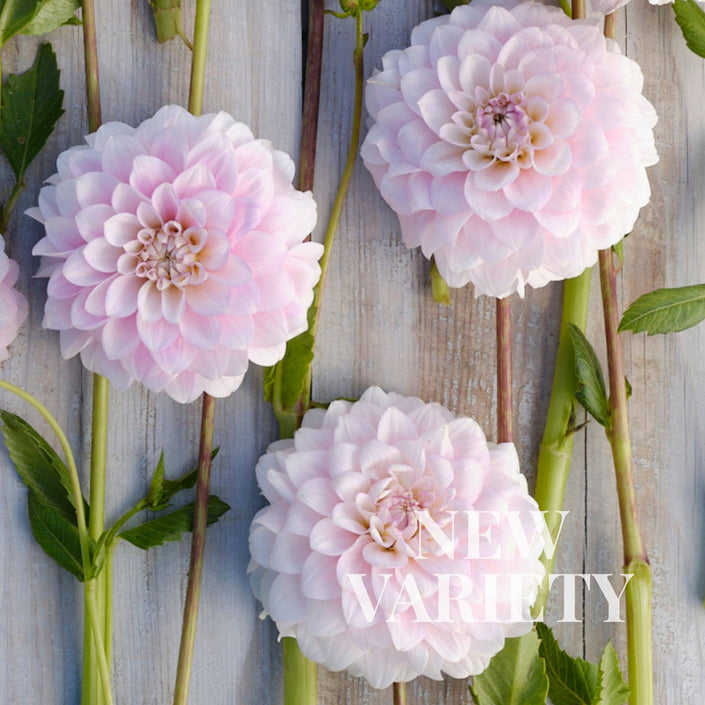 Janicks ́s Symphony small or singles (IMP)