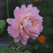 Rosemary Webb (Limit 1 per Customer)
