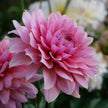 Sweet Sanne