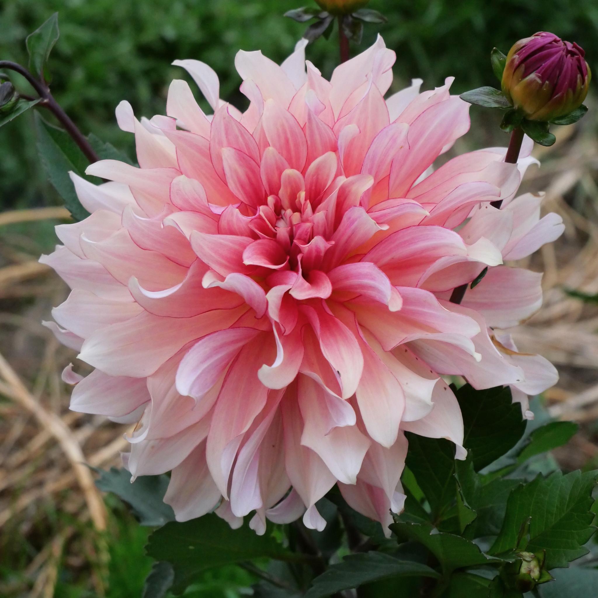 Dutch Delight.