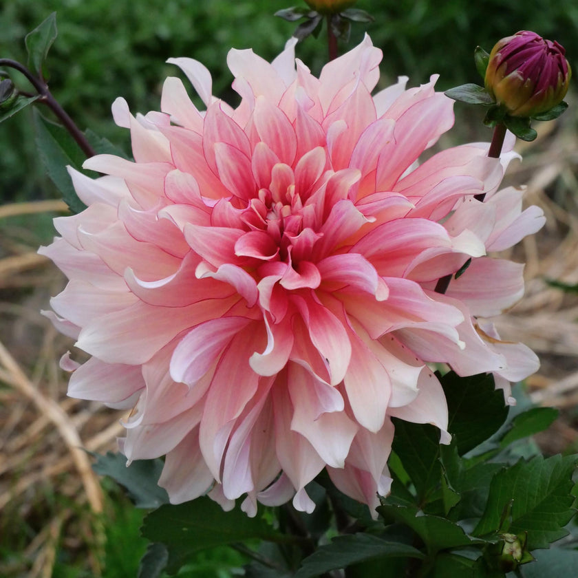 Dutch Delight.
