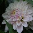 Pink Silk(Limit 1 per Customer)