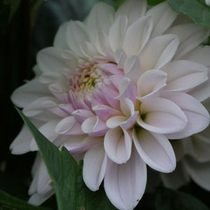 Pink Silk(Limit 1 per Customer)