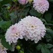 Pink Silk(Limit 1 per Customer)