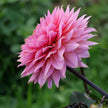 Sweet Sanne