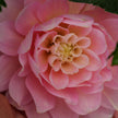 Rosemary Webb (Limit 1 per Customer)