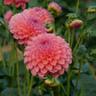 Hapet Coppery