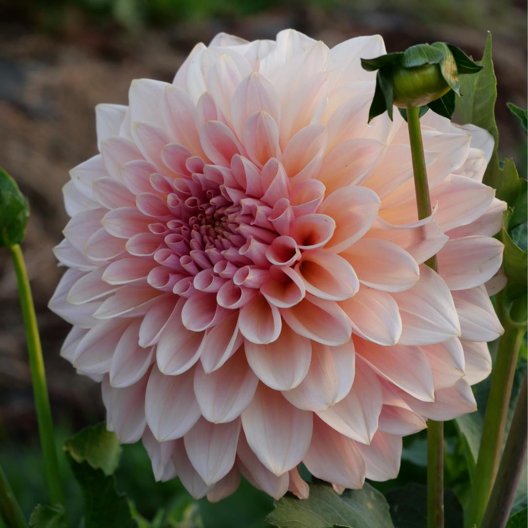 Beauty Queen (Limit 1 per Customer)