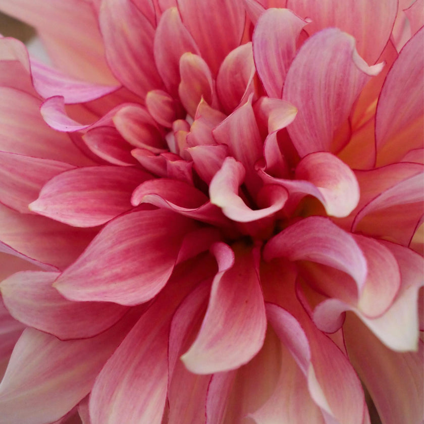 Dutch Delight.
