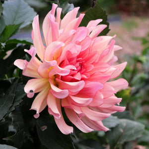 Dutch Delight