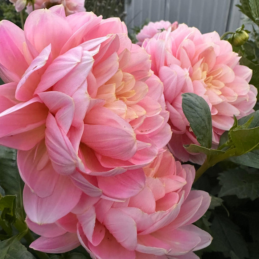 Rosemary Webb (Limit 1 per Customer)