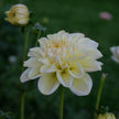 Caramel Antique