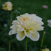 Caramel Antique