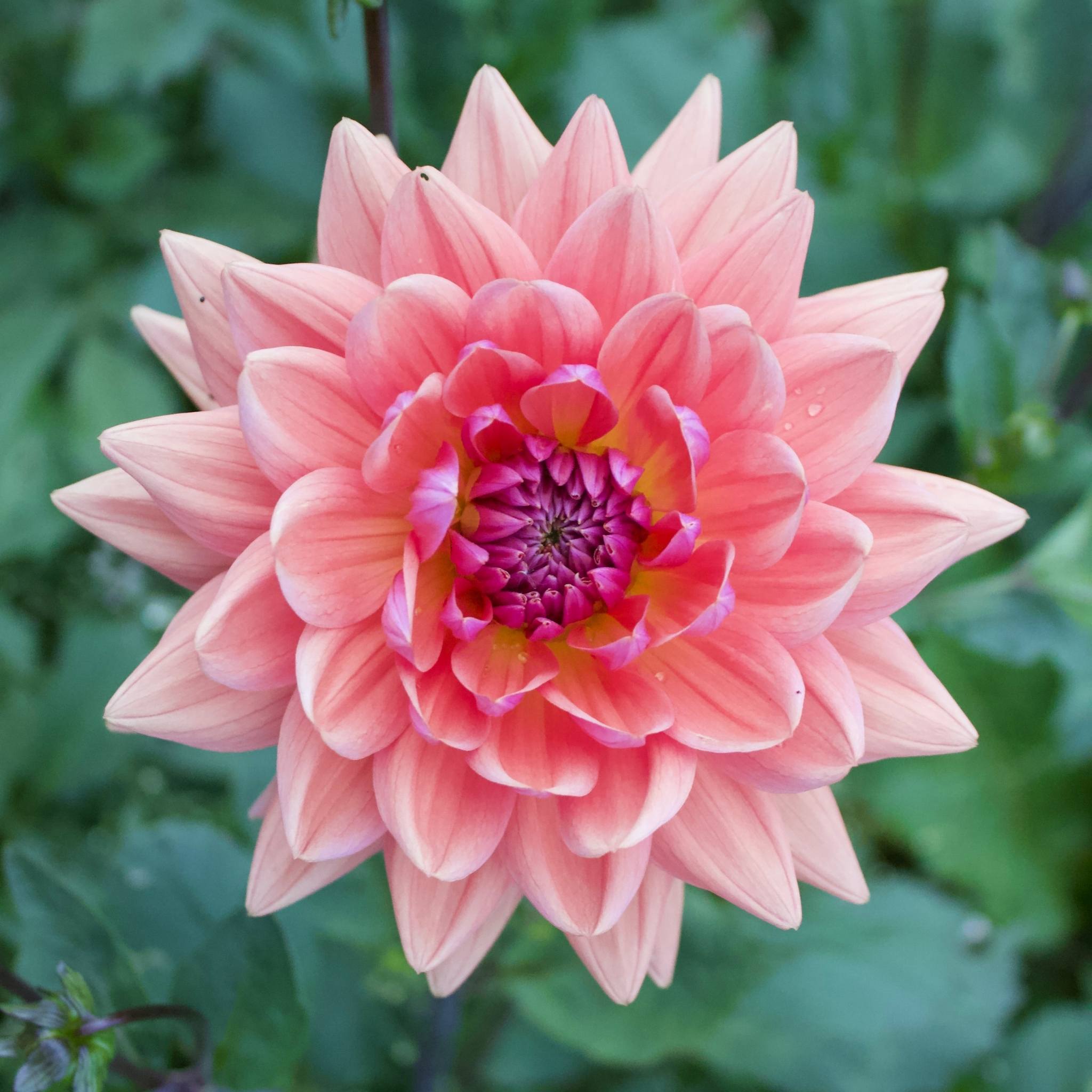 Dutch Pearl