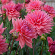 Dutch Pearl