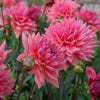 Dutch Pearl