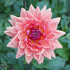 Dutch Pearl