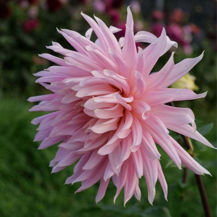 Hollyhill Cotton Candy