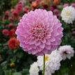 Maltby Pearl
