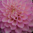 Maltby Pearl