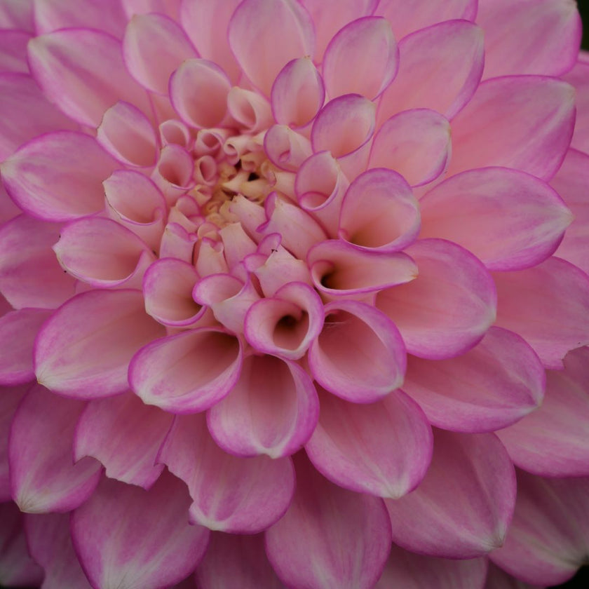 Maltby Pearl