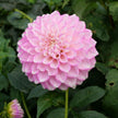 Maltby Pearl