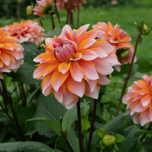 Peaches and Vanilla