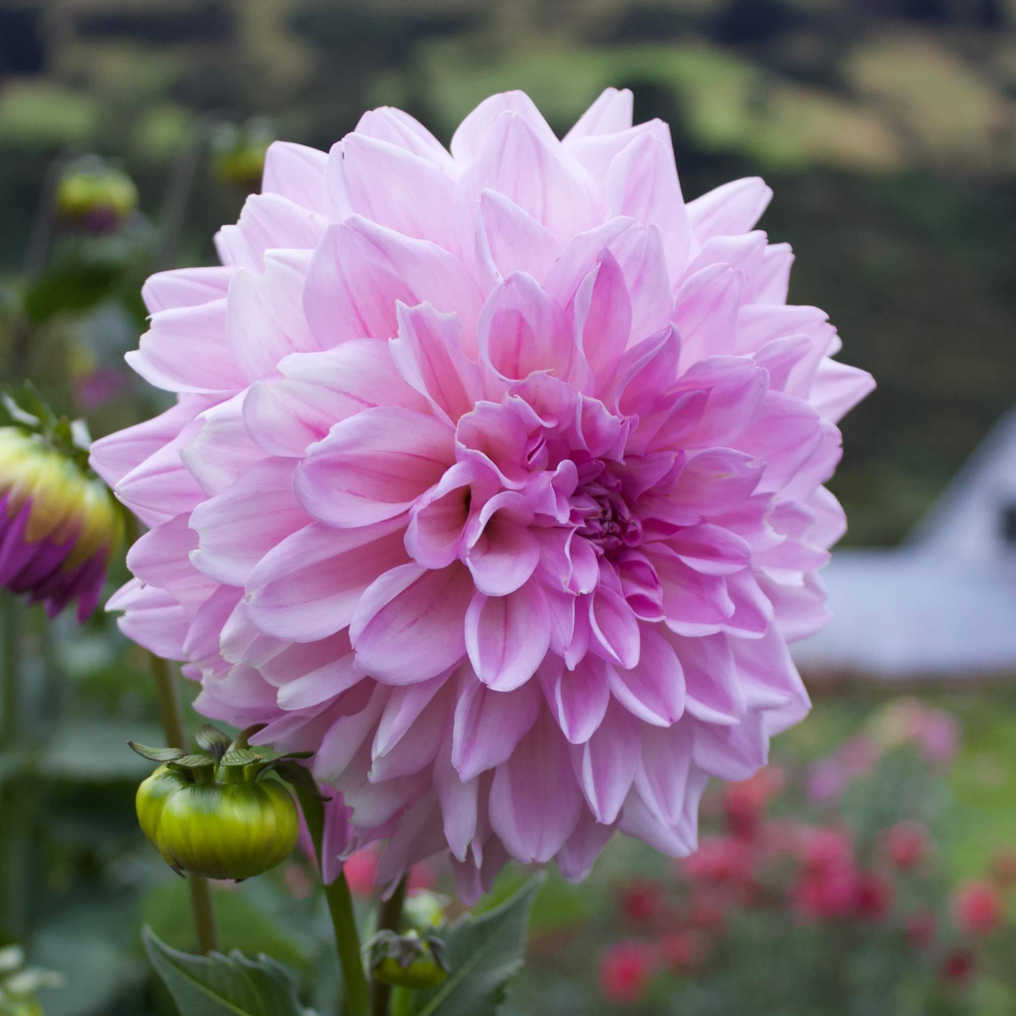 Pink Ardour