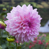 Pink Ardour