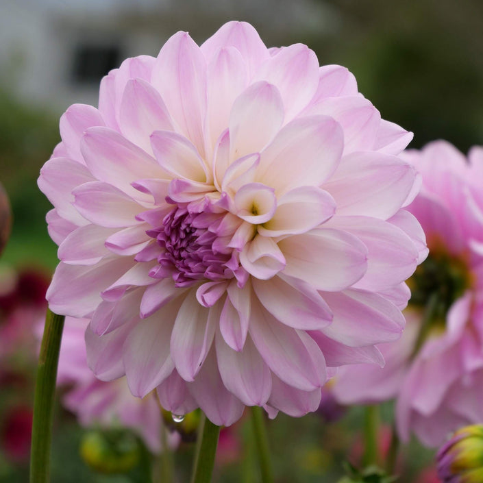 Pink Ardour