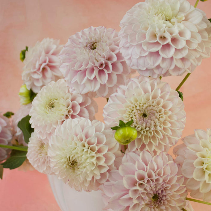 Pink Pearl