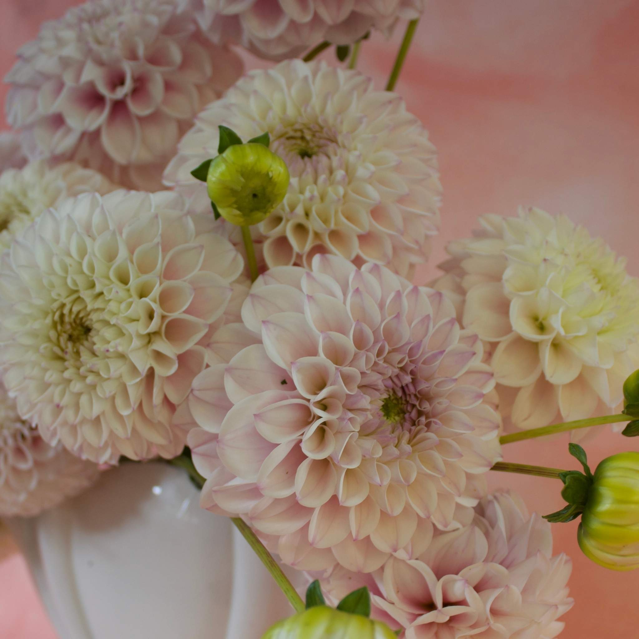 Pink Pearl