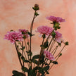 Pink Perception