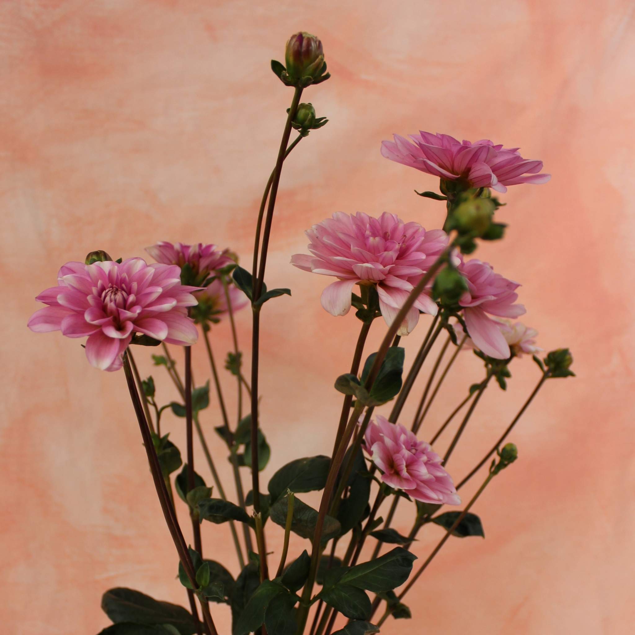 Pink Perception