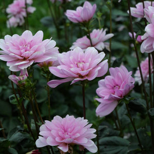 Pink Perception