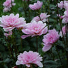 Pink Perception