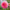 Pink Suffusion